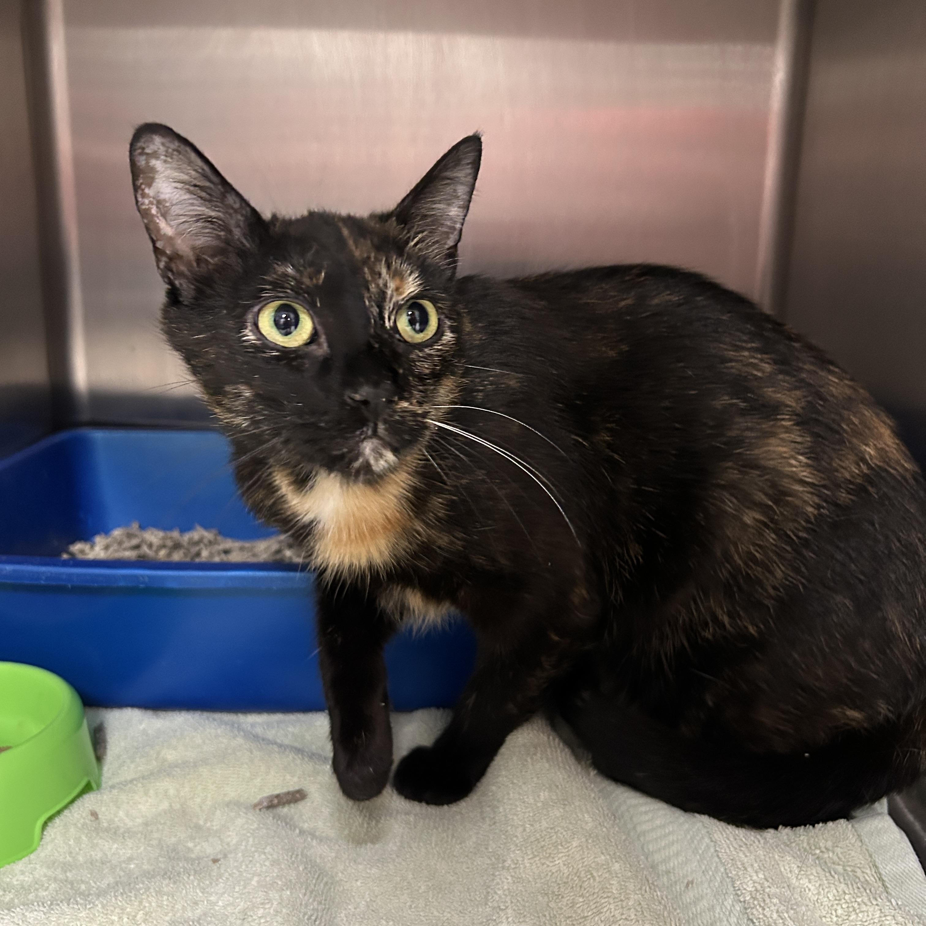 Chicago, ADOPTABLE, Adult Female Tortoiseshell.