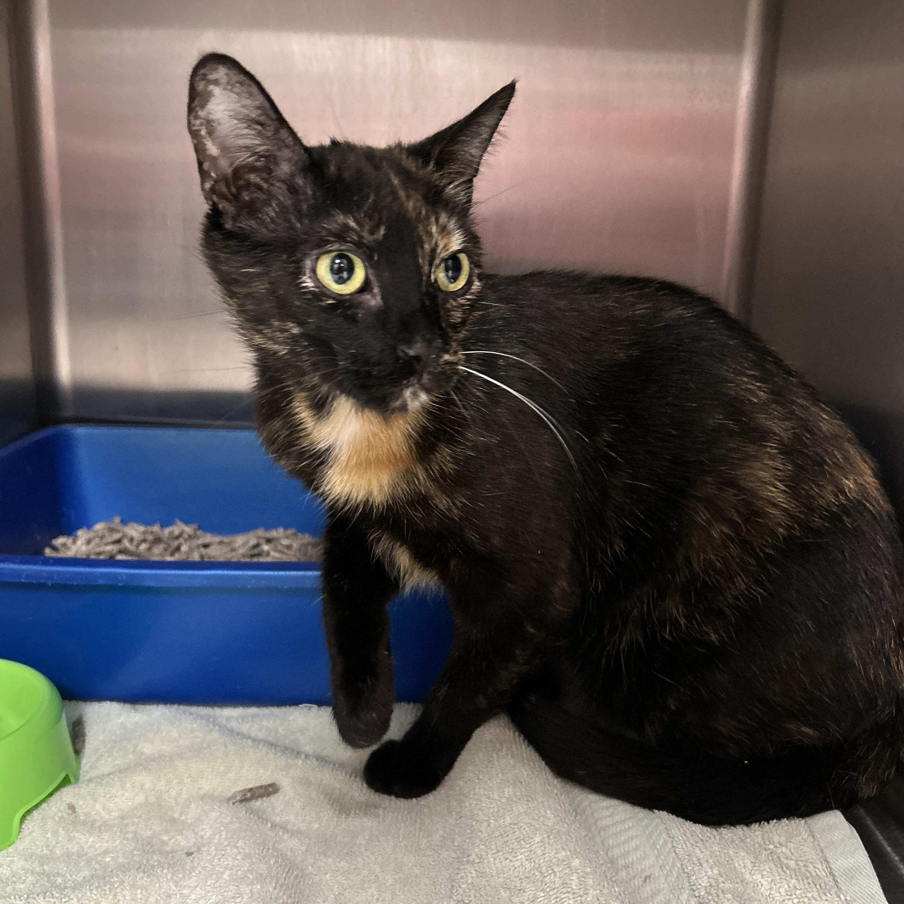 Enlarge Chicago, a ADOPTABLE Tortoiseshell in La Grange Park, IL image 2/5