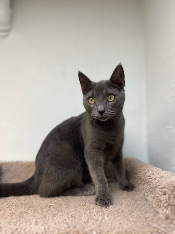 Enlarge Desdemona, a Adoptable Russian Blue in Miami Beach, FL image 1/4