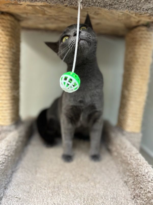Enlarge Desdemona, a Adoptable Russian Blue in Miami Beach, FL image 2/4