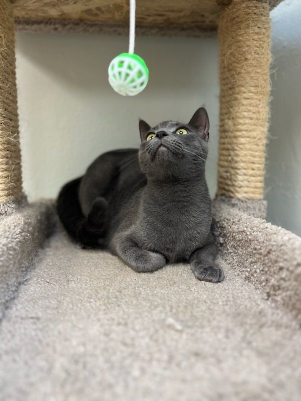 Enlarge Desdemona, a Adoptable Russian Blue in Miami Beach, FL image 3/4