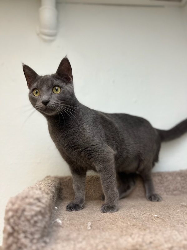 Enlarge Desdemona, a Adoptable Russian Blue in Miami Beach, FL image 4/4