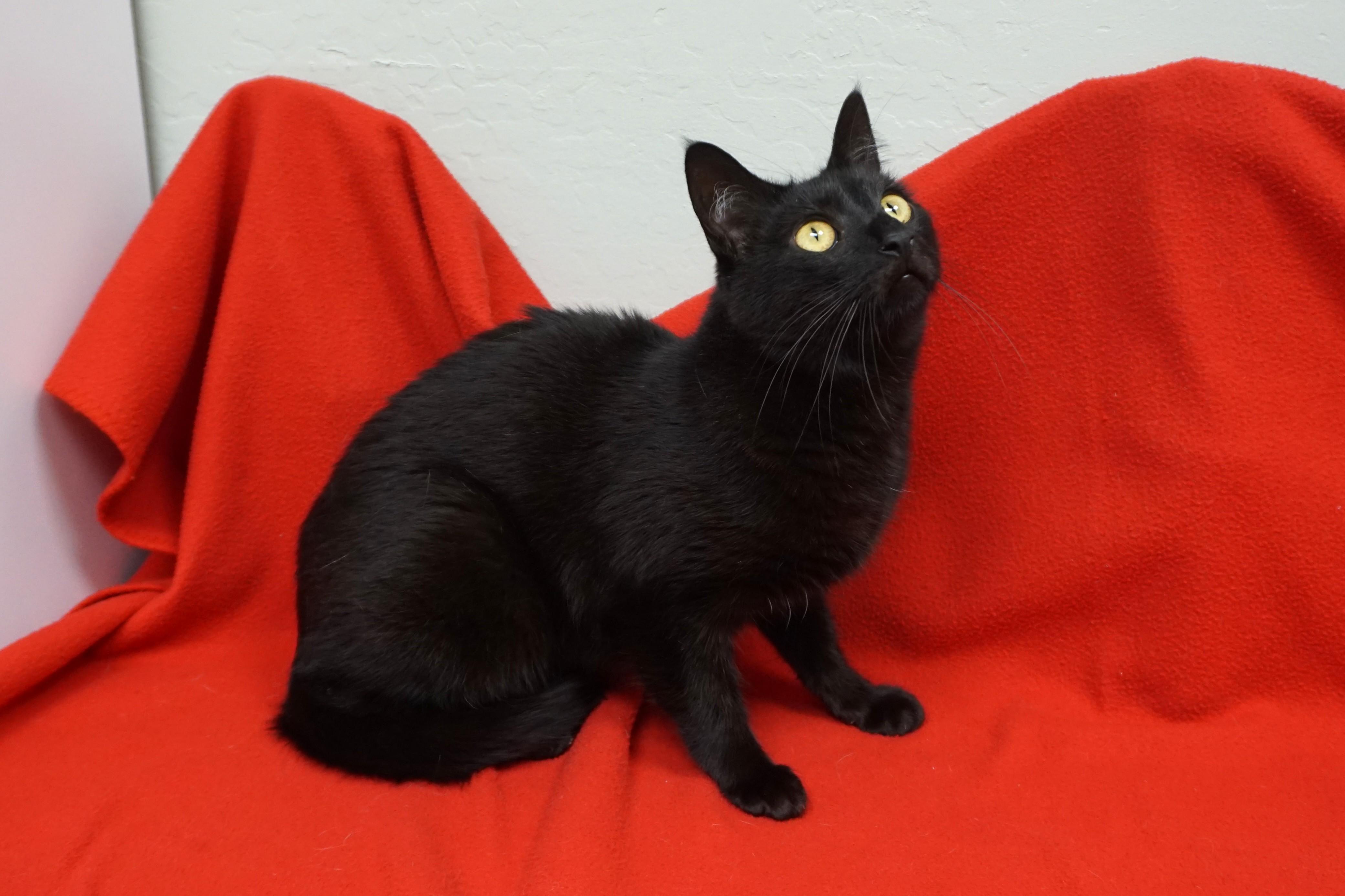 Enlarge Roo, an adoptable mixed breed in Fountain Hills, AZ image 5/5