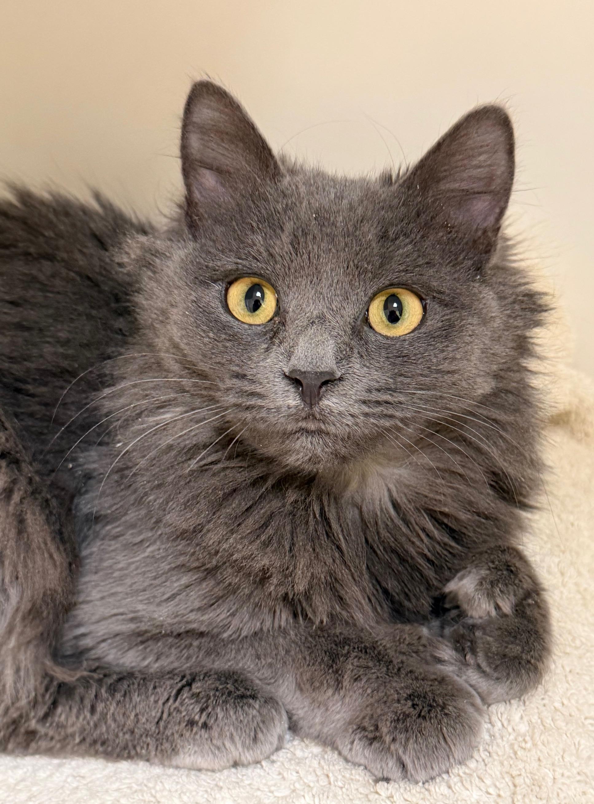 Enlarge Silver Springs , an adopted Domestic Medium Hair in Norwalk, CT image 1/3
