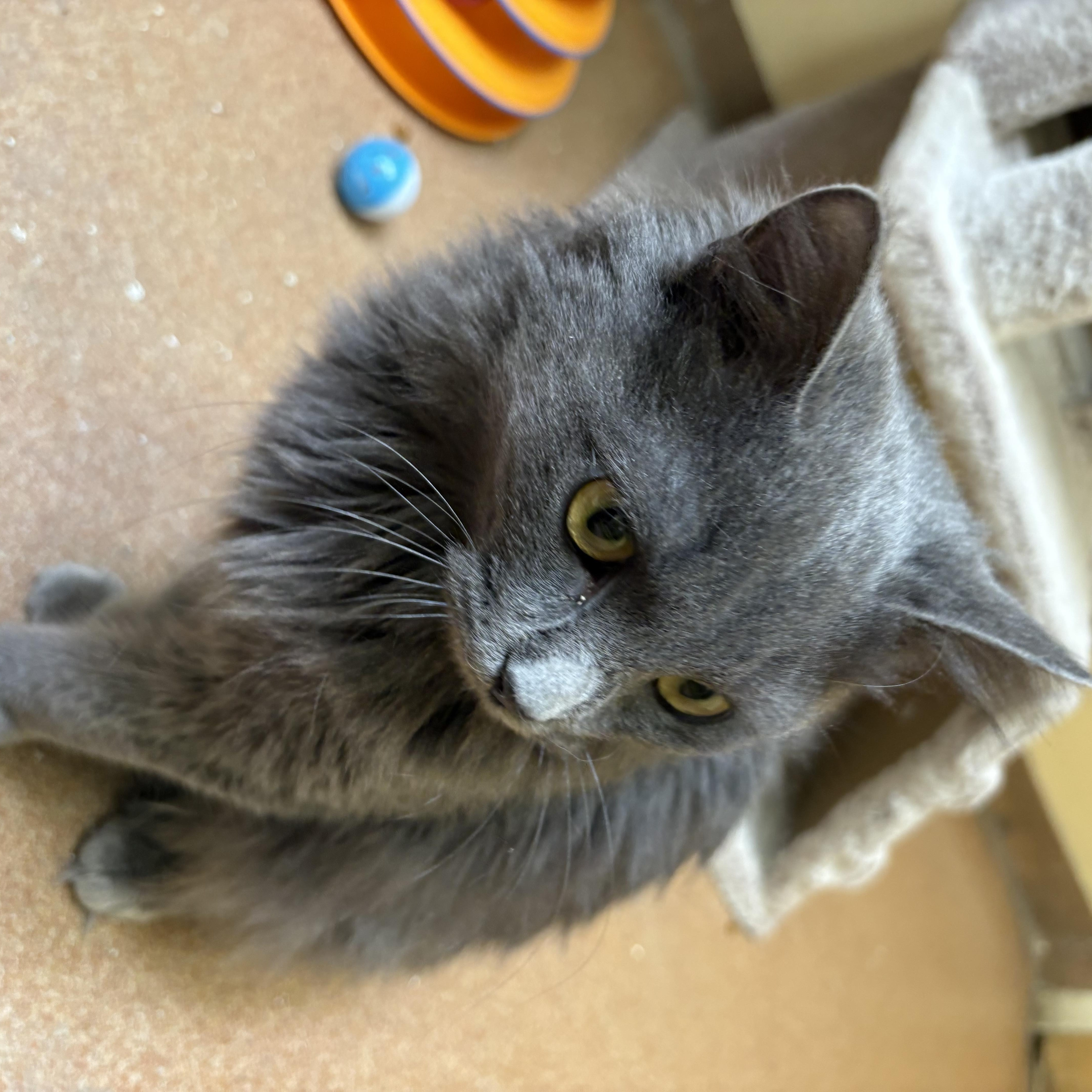 Enlarge Silver Springs , an adopted Domestic Medium Hair in Norwalk, CT image 2/3