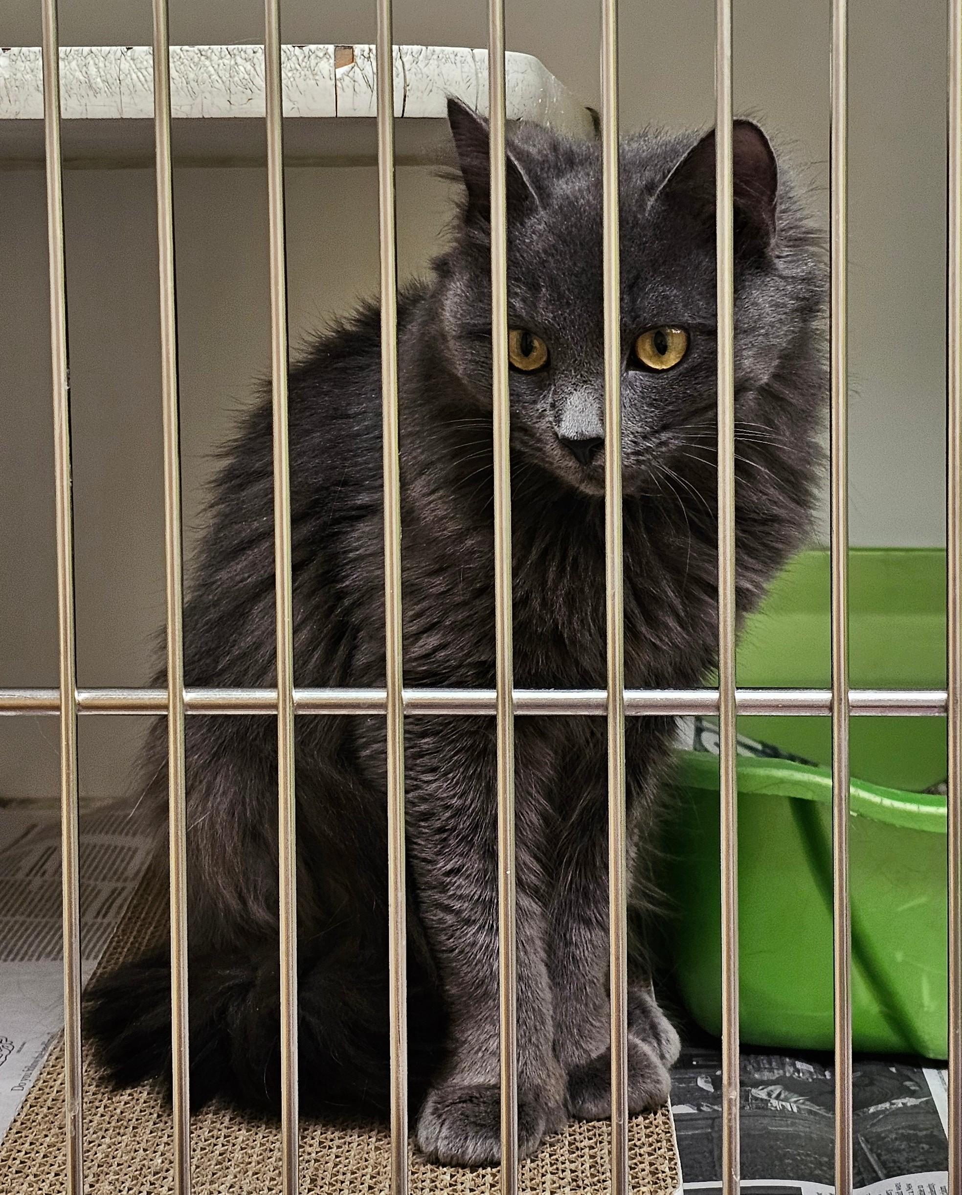 Enlarge Silver Springs , an adopted Domestic Medium Hair in Norwalk, CT image 3/3