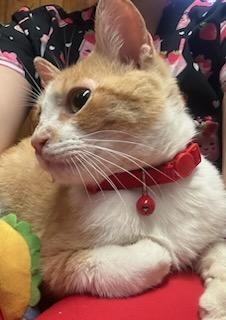 Enlarge Cheerio, a ADOPTABLE Domestic Short Hair in Oklahoma City, OK image 2/5