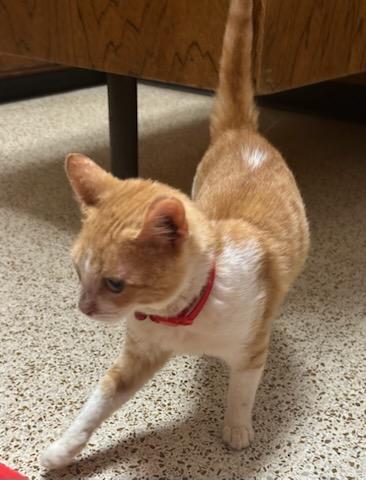 Enlarge Cheerio, a ADOPTABLE Domestic Short Hair in Oklahoma City, OK image 4/5