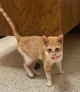 Cheerio, ADOPTABLE, Young Male Domestic Short Hair.