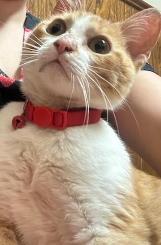 Enlarge Cheerio, a ADOPTABLE Domestic Short Hair in Oklahoma City, OK image 5/5