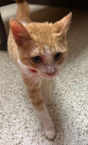 Enlarge Cheerio, a ADOPTABLE Domestic Short Hair in Oklahoma City, OK image 3/5