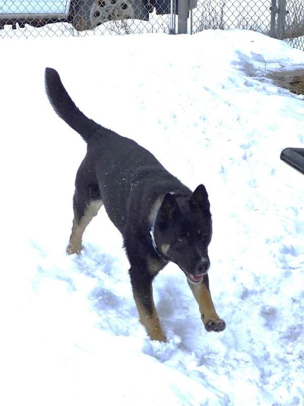 Rhea, Adoptable, Young Female Shiba Inu & Australian Cattle Dog / Blue Heeler.