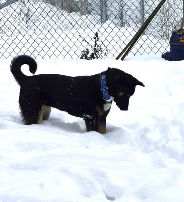 Enlarge Rhea, a Adoptable mixed breed in West Vancouver, BC image 2/3