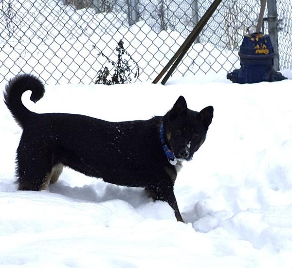 Enlarge Rhea, a Adoptable mixed breed in West Vancouver, BC image 3/3
