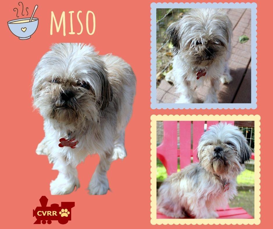 Miso, Adopted, Adult Male Shih Tzu.