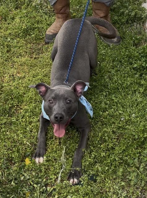 SMOKEY, Adoptable, Young Male American Staffordshire Terrier.