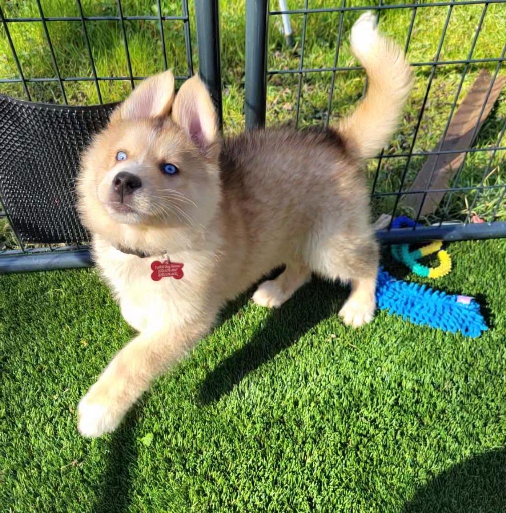 26Ekoh, a ADOPTABLE mixed breed in Shingle Springs, CA image 1/3