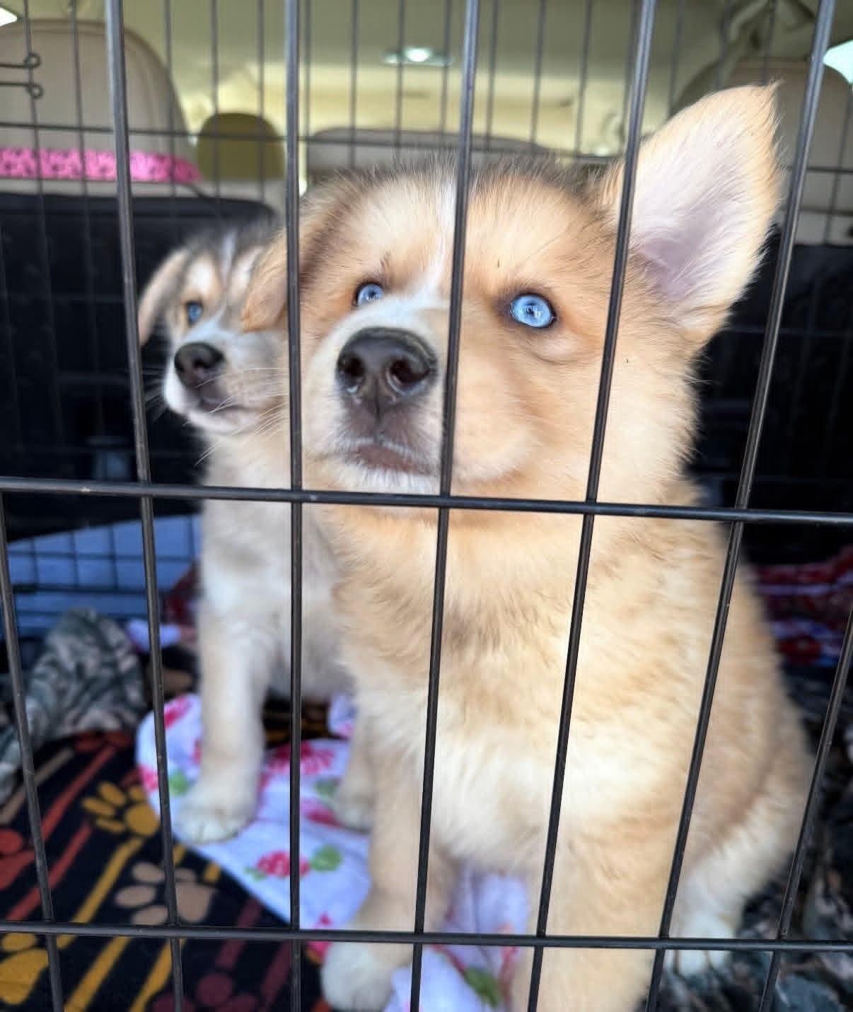 26Ekoh, a ADOPTABLE mixed breed in Shingle Springs, CA image 2/3