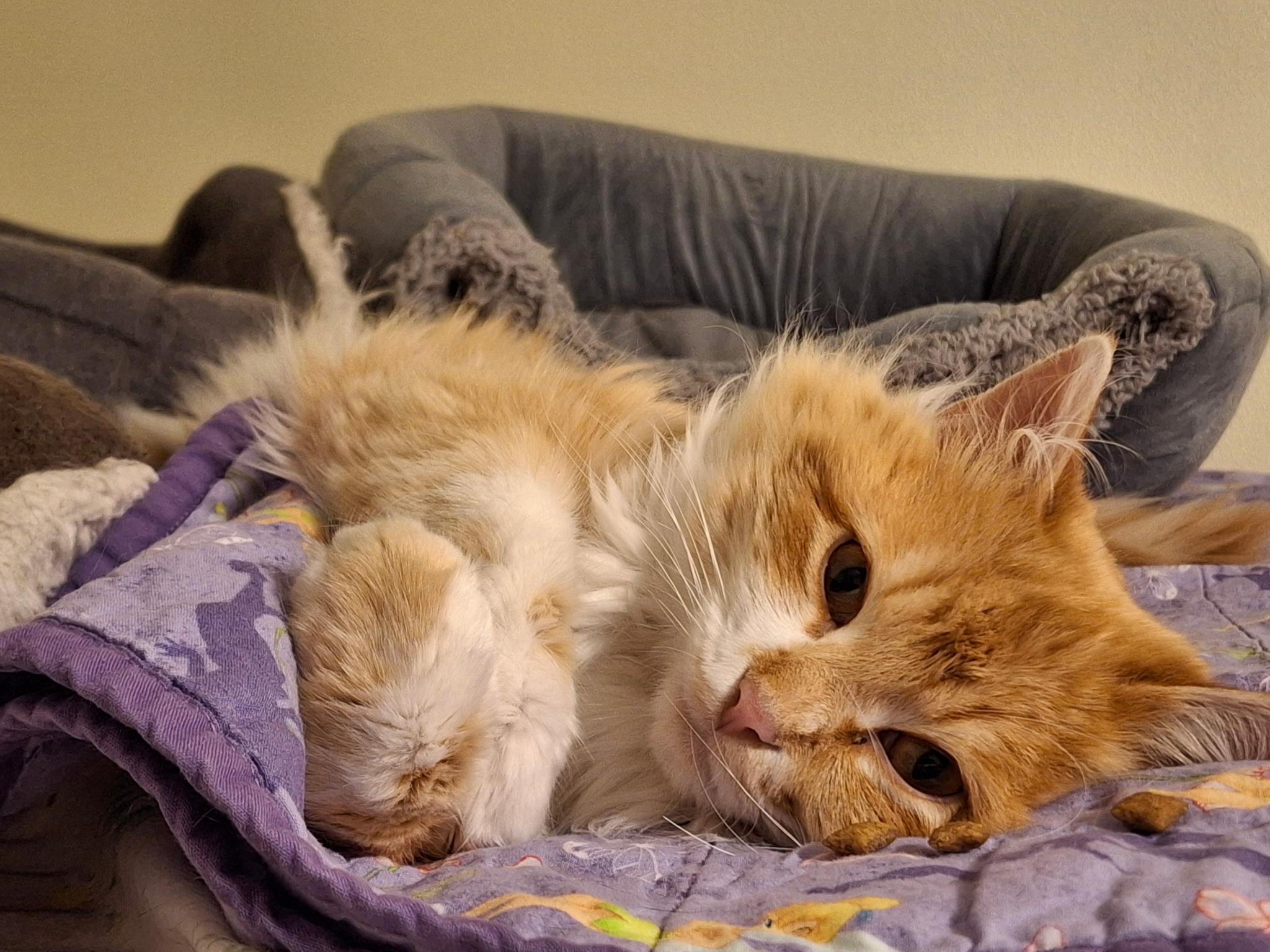 Hootenanny Dandybeard, a ADOPTABLE mixed breed in Watertown, WI image 1/2