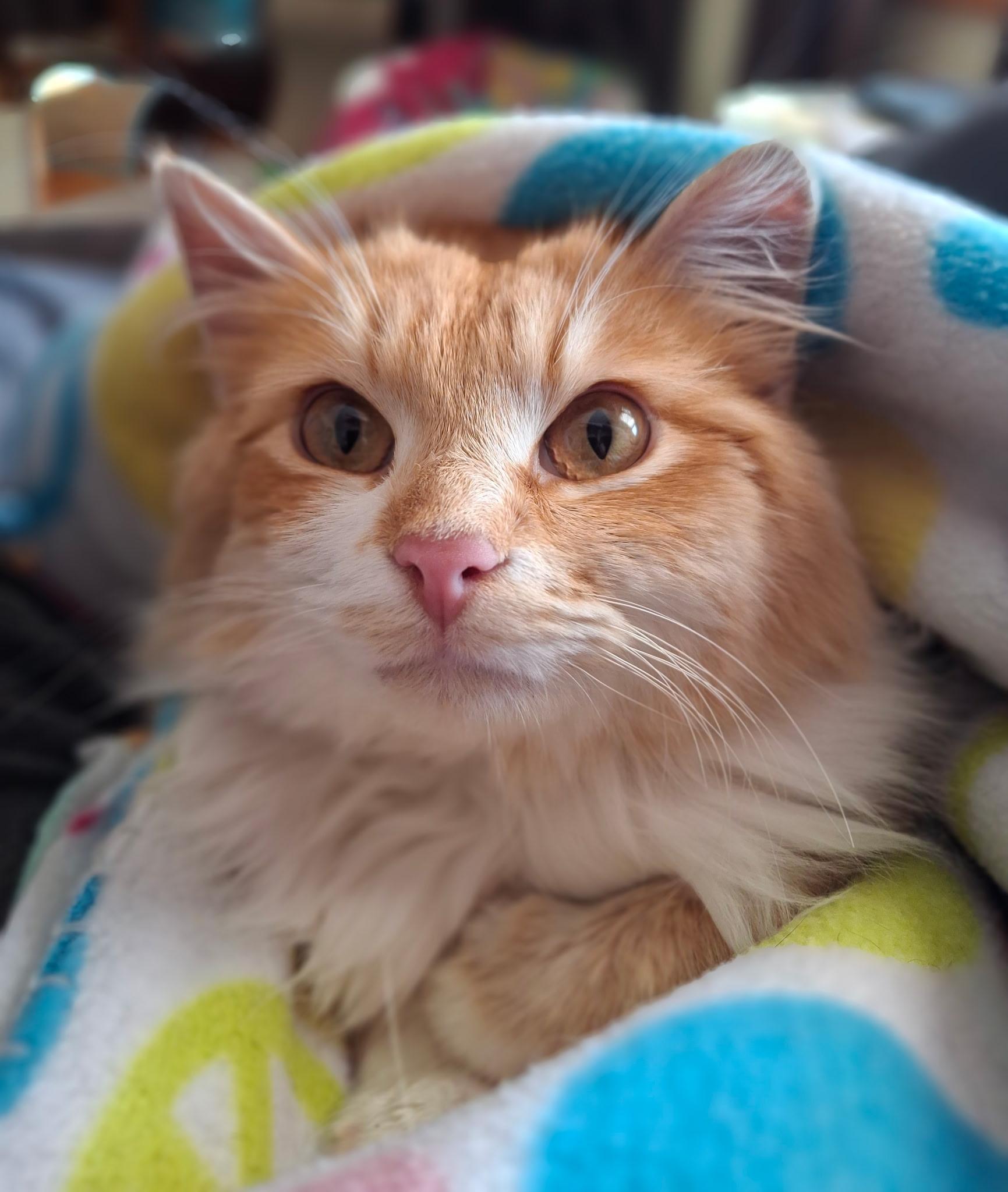 Hootenanny Dandybeard, a ADOPTABLE mixed breed in Watertown, WI image 2/2