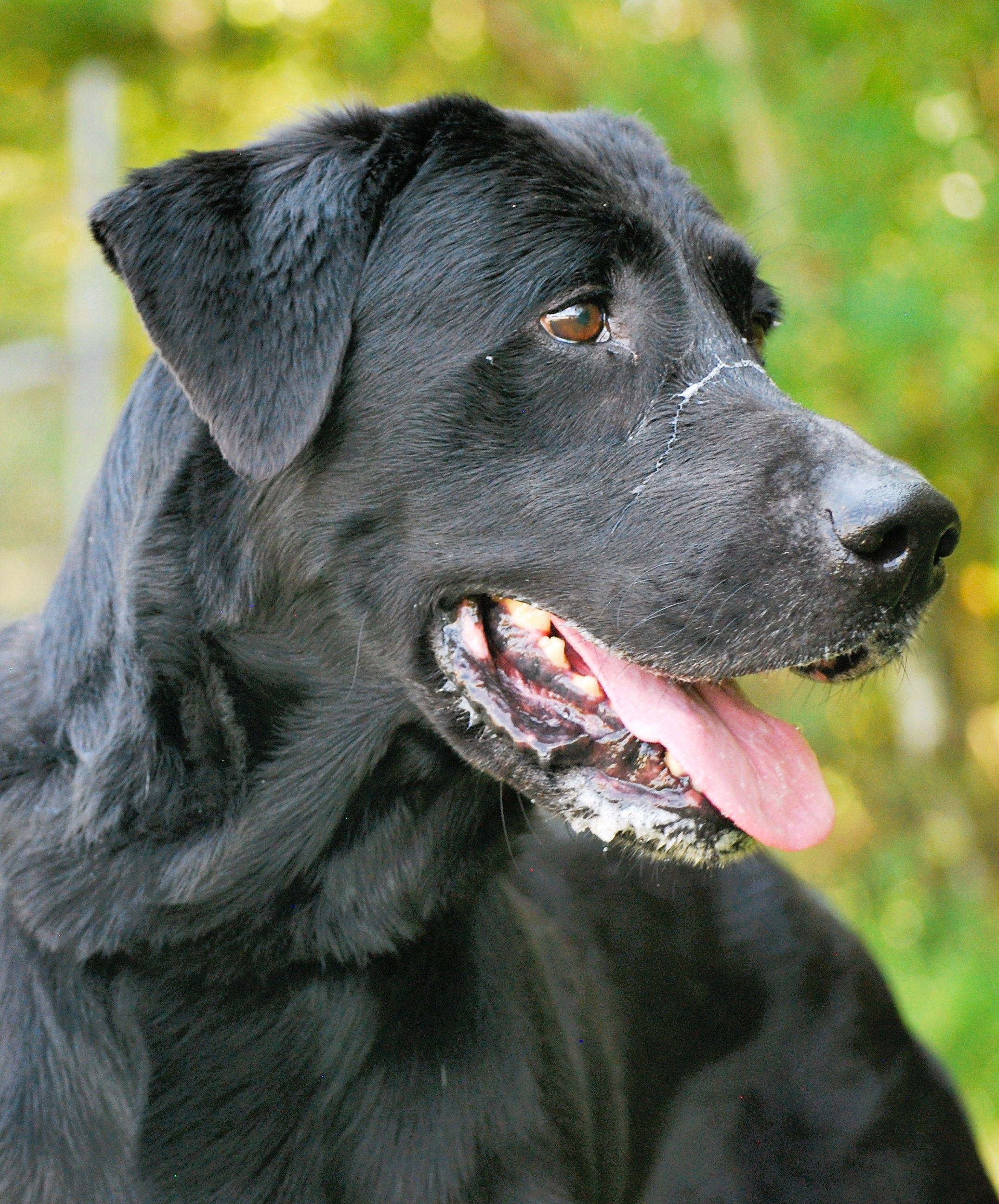 Tonka, a Adoptable Black Labrador Retriever in manchester, TN image 1/5
