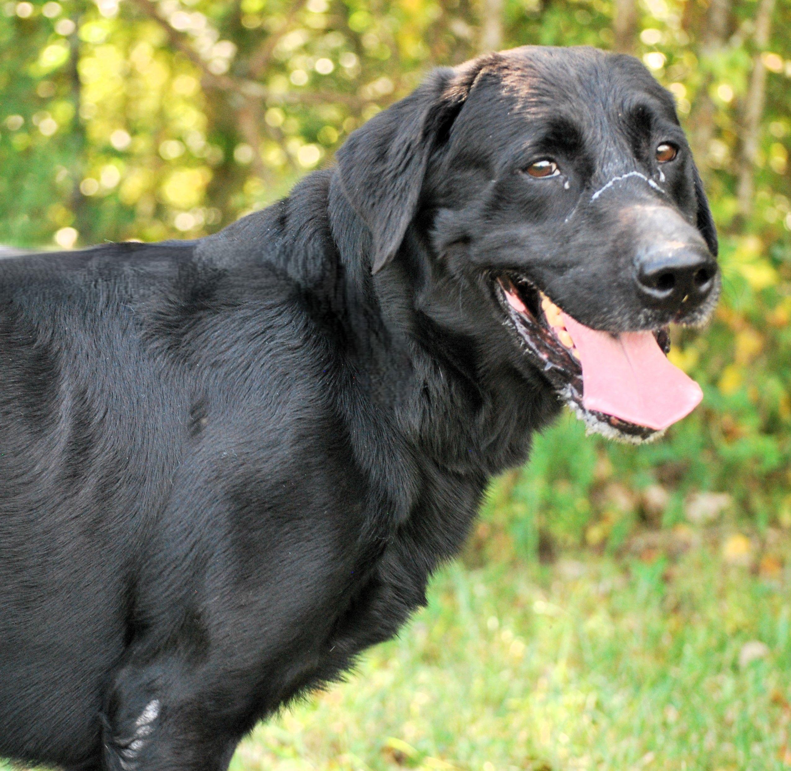 Tonka, a Adoptable Black Labrador Retriever in manchester, TN image 2/5