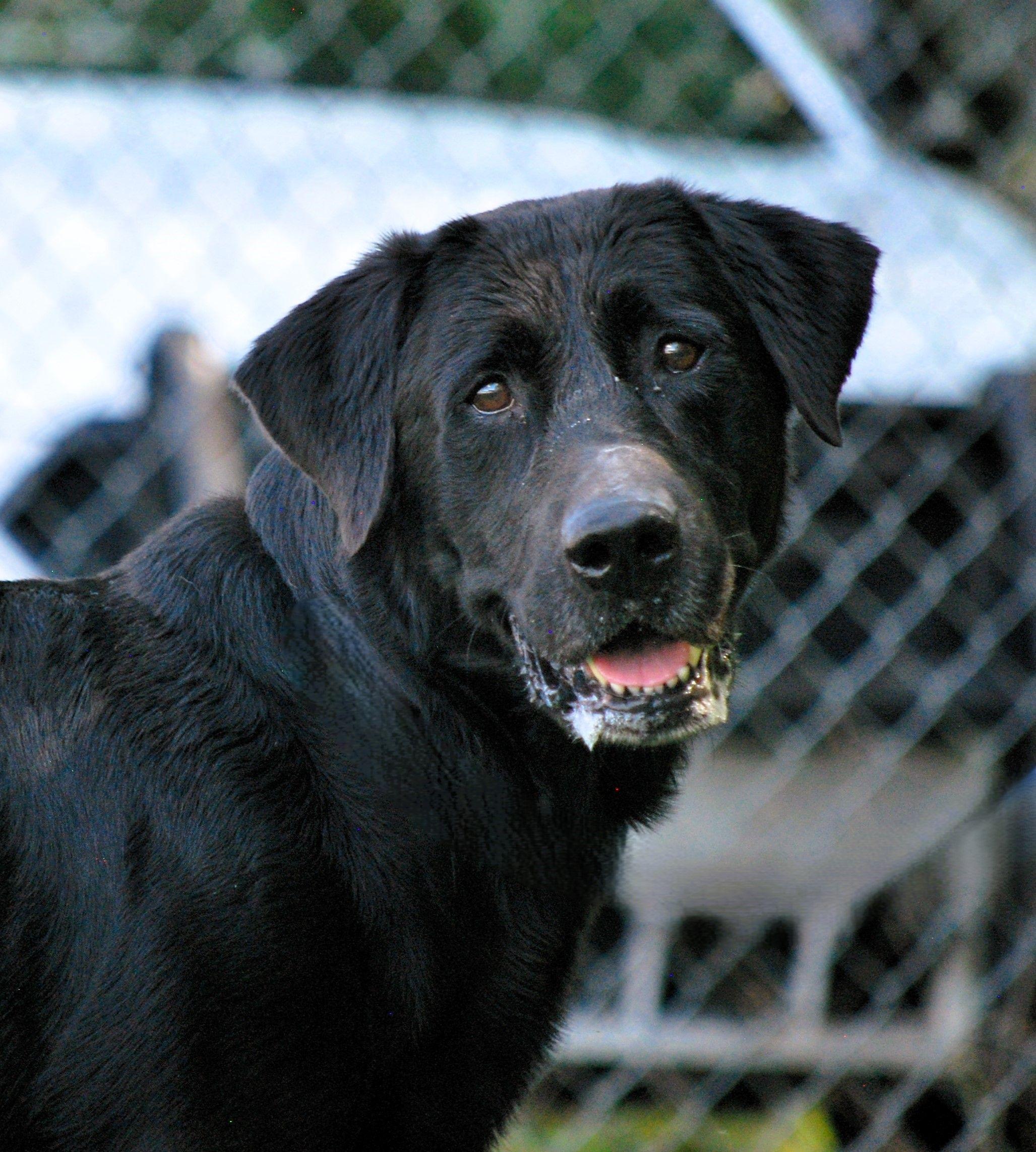 Tonka, a Adoptable Black Labrador Retriever in manchester, TN image 4/5