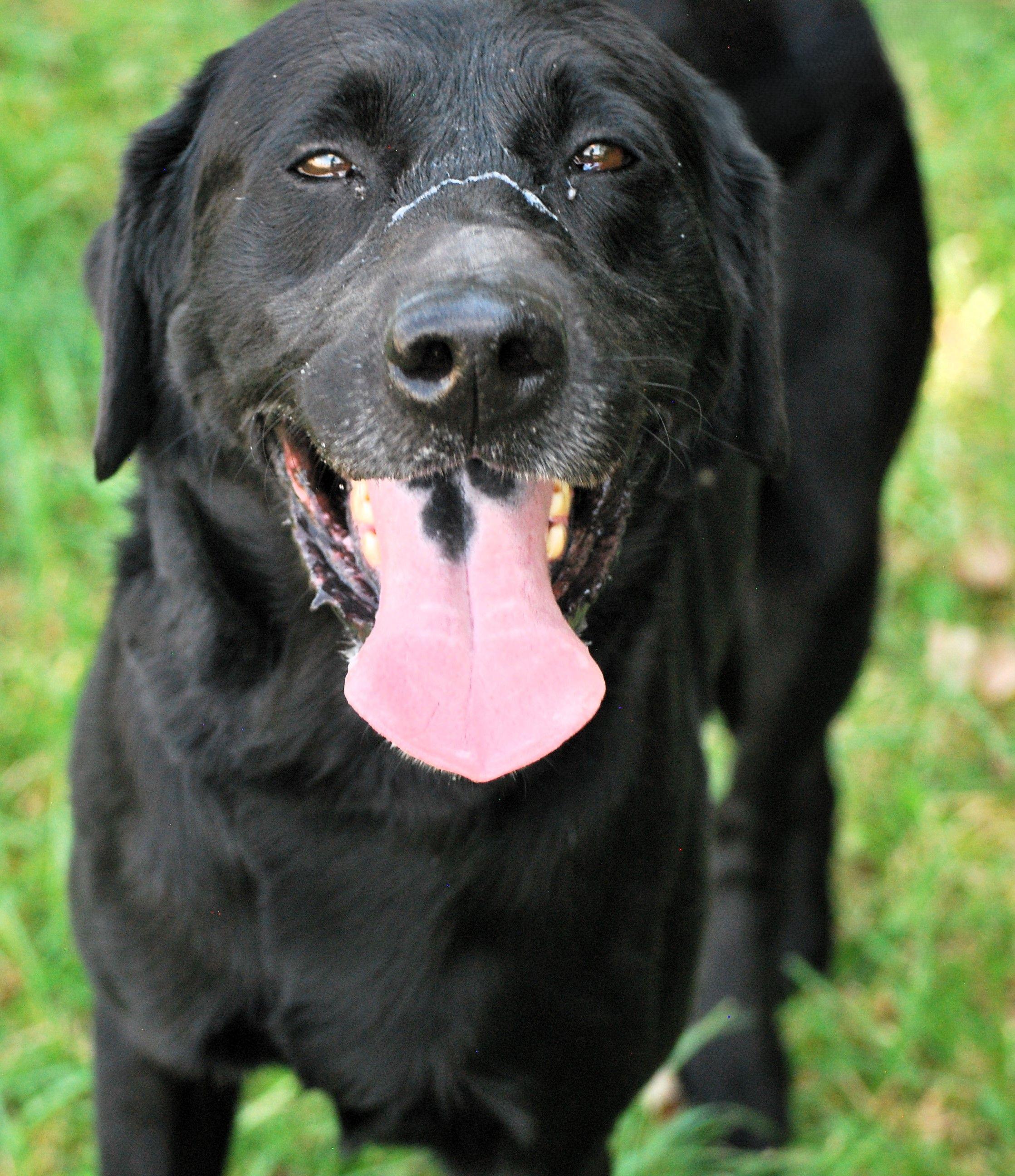 Tonka, a Adoptable Black Labrador Retriever in manchester, TN image 5/5