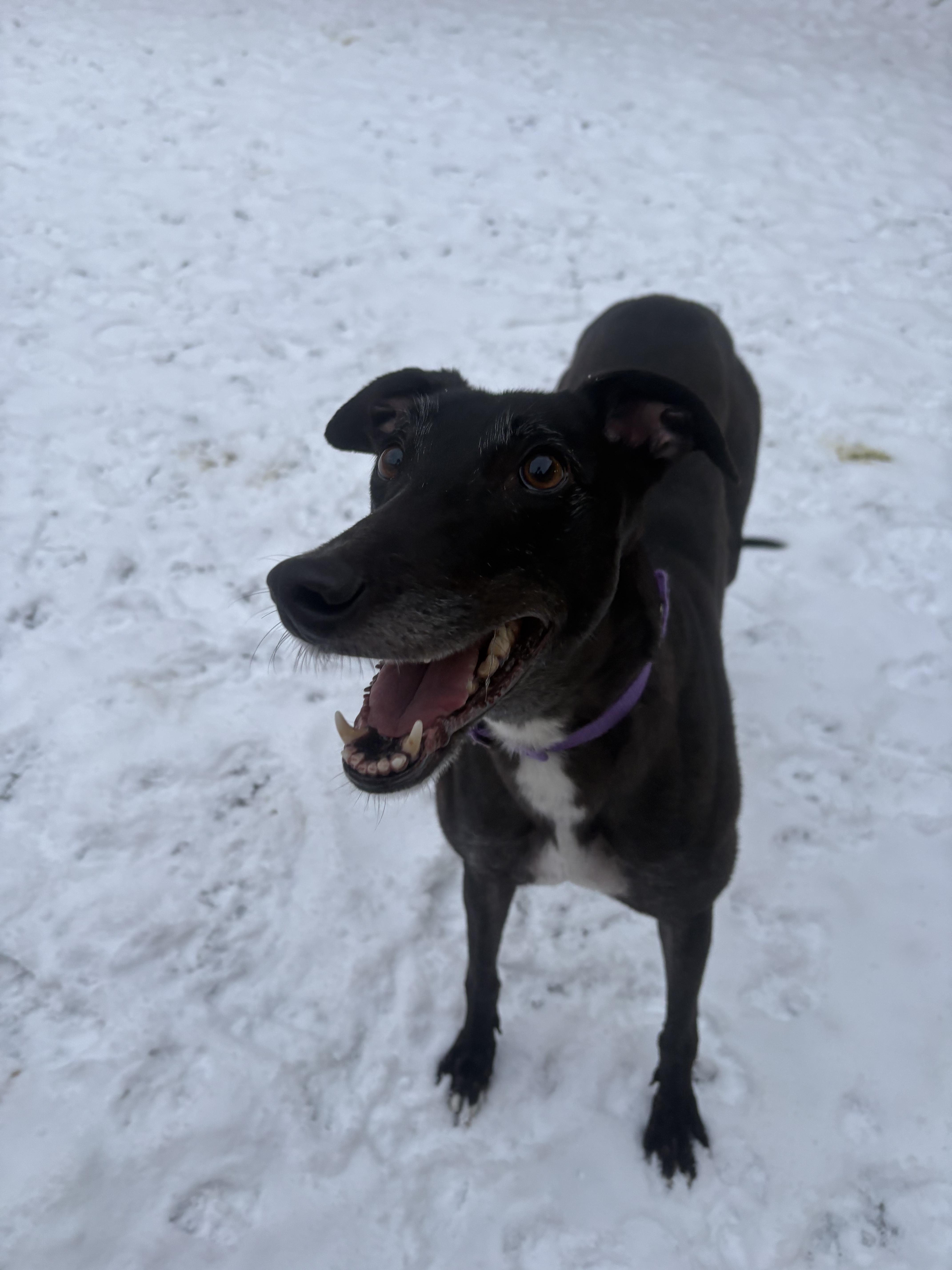 Enlarge Cypress, an adopted Greyhound in Swanzey, NH image 4/5