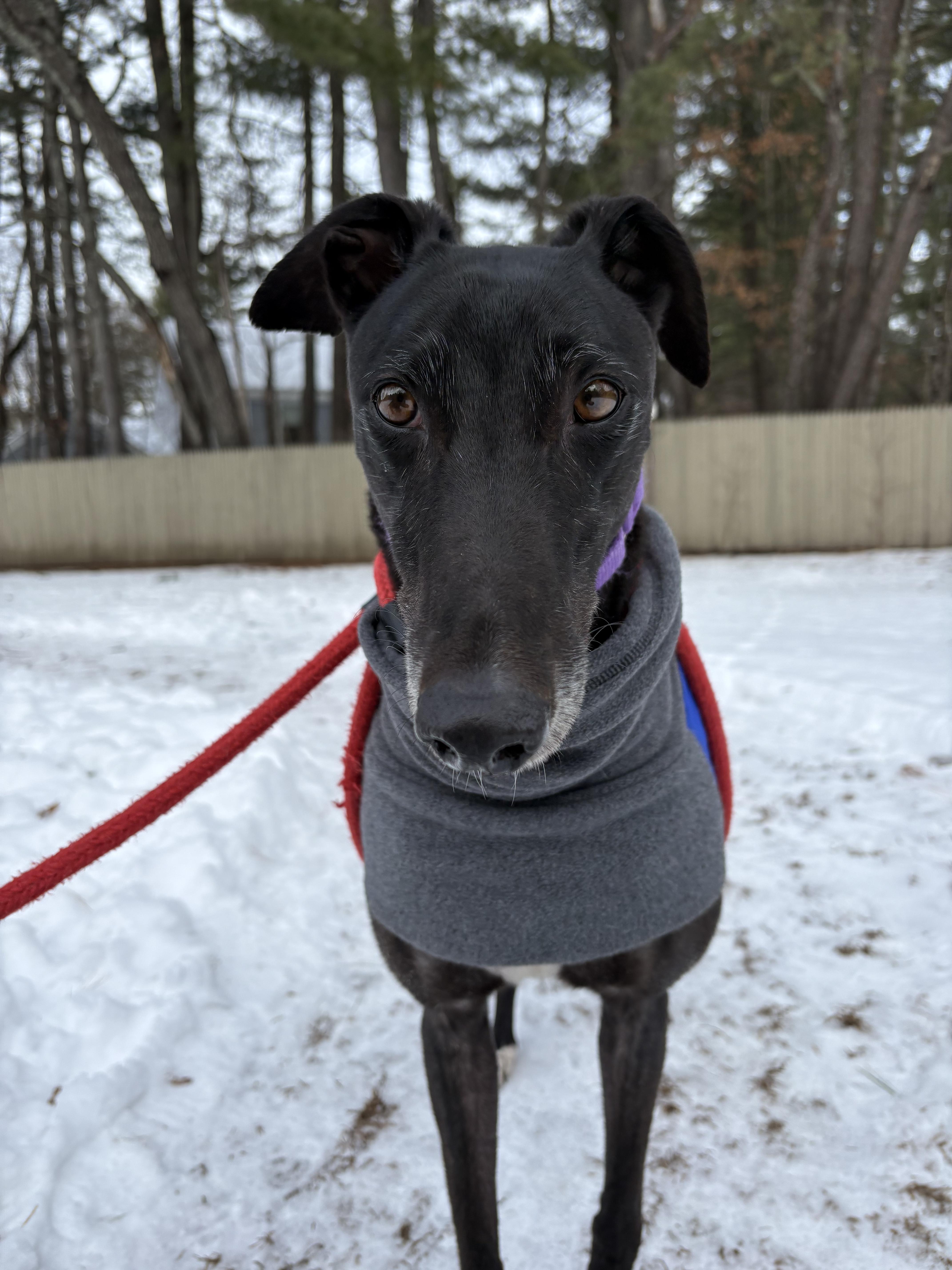 Enlarge Cypress, an adopted Greyhound in Swanzey, NH image 3/5