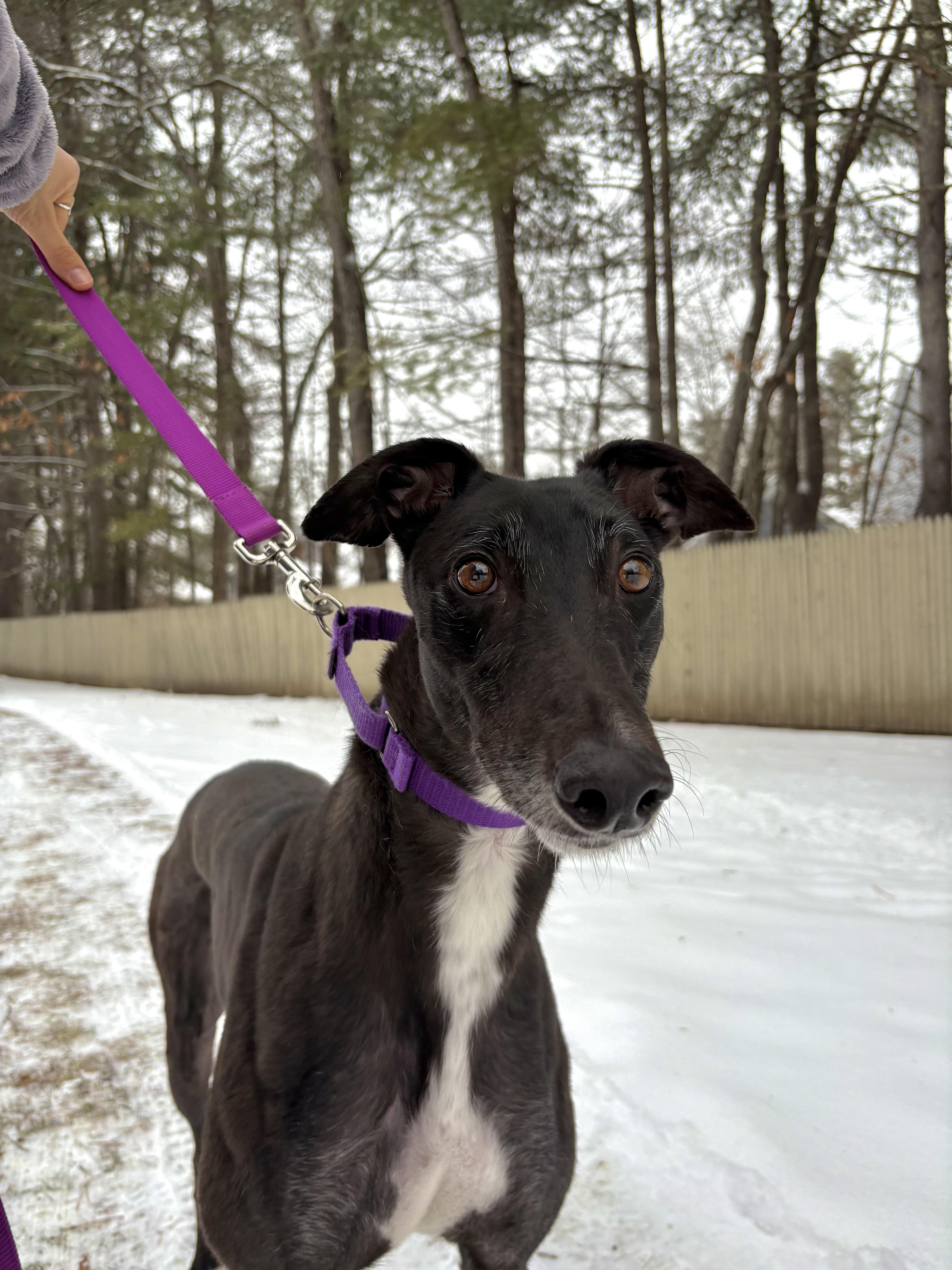 Enlarge Cypress, an adopted Greyhound in Swanzey, NH image 1/5