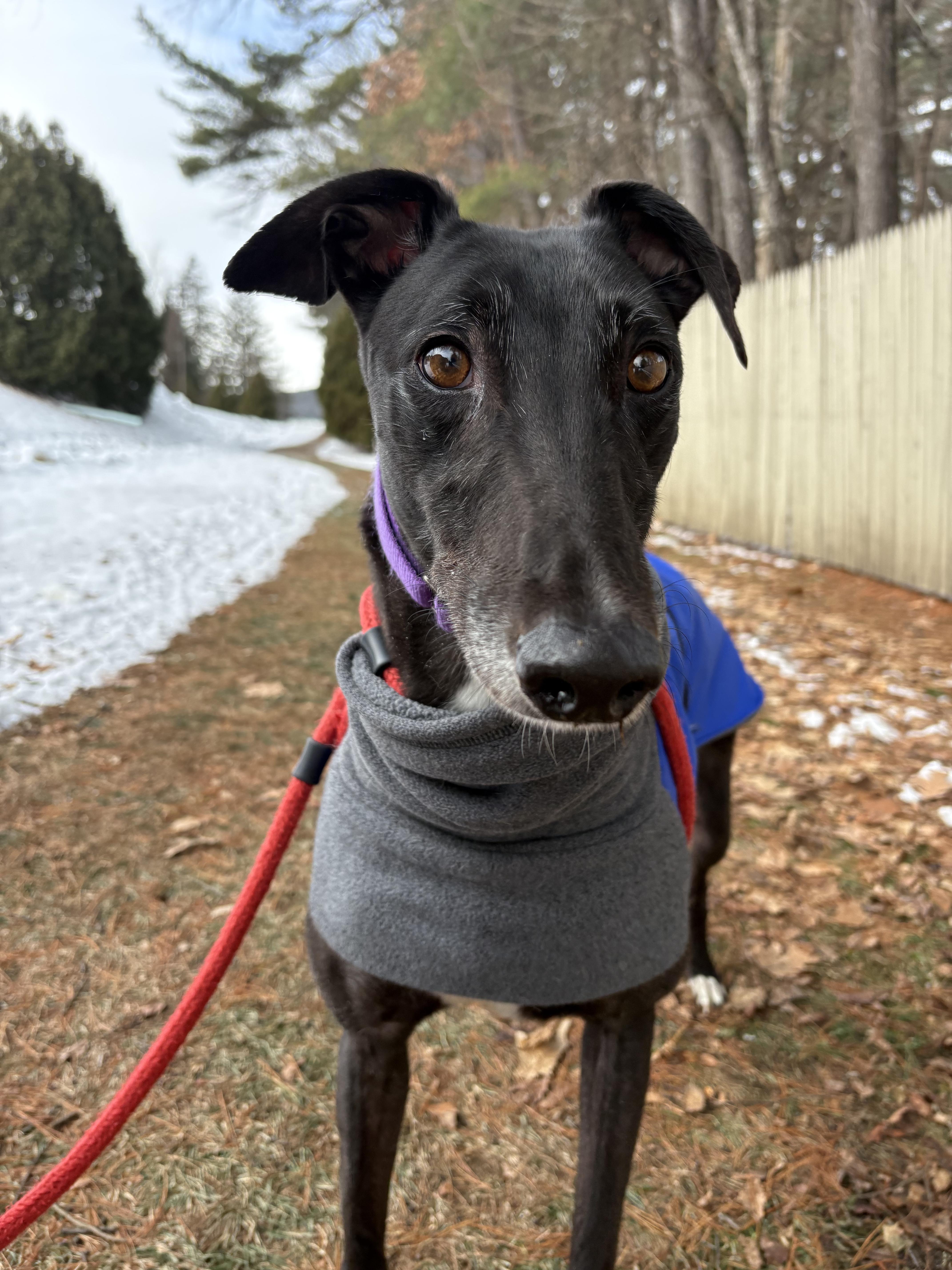 Enlarge Cypress, an adopted Greyhound in Swanzey, NH image 5/5