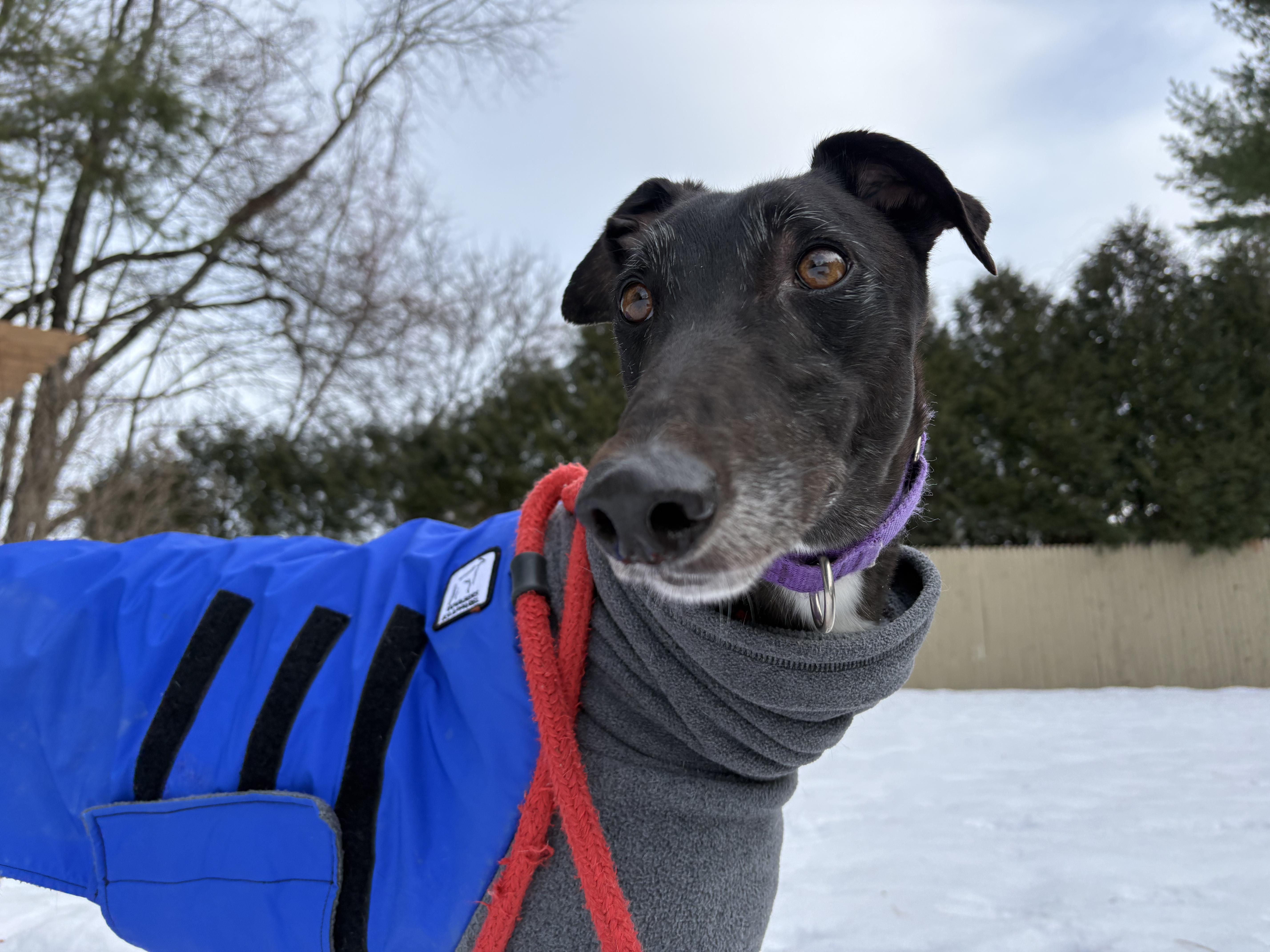 Enlarge Cypress, an adopted Greyhound in Swanzey, NH image 2/5