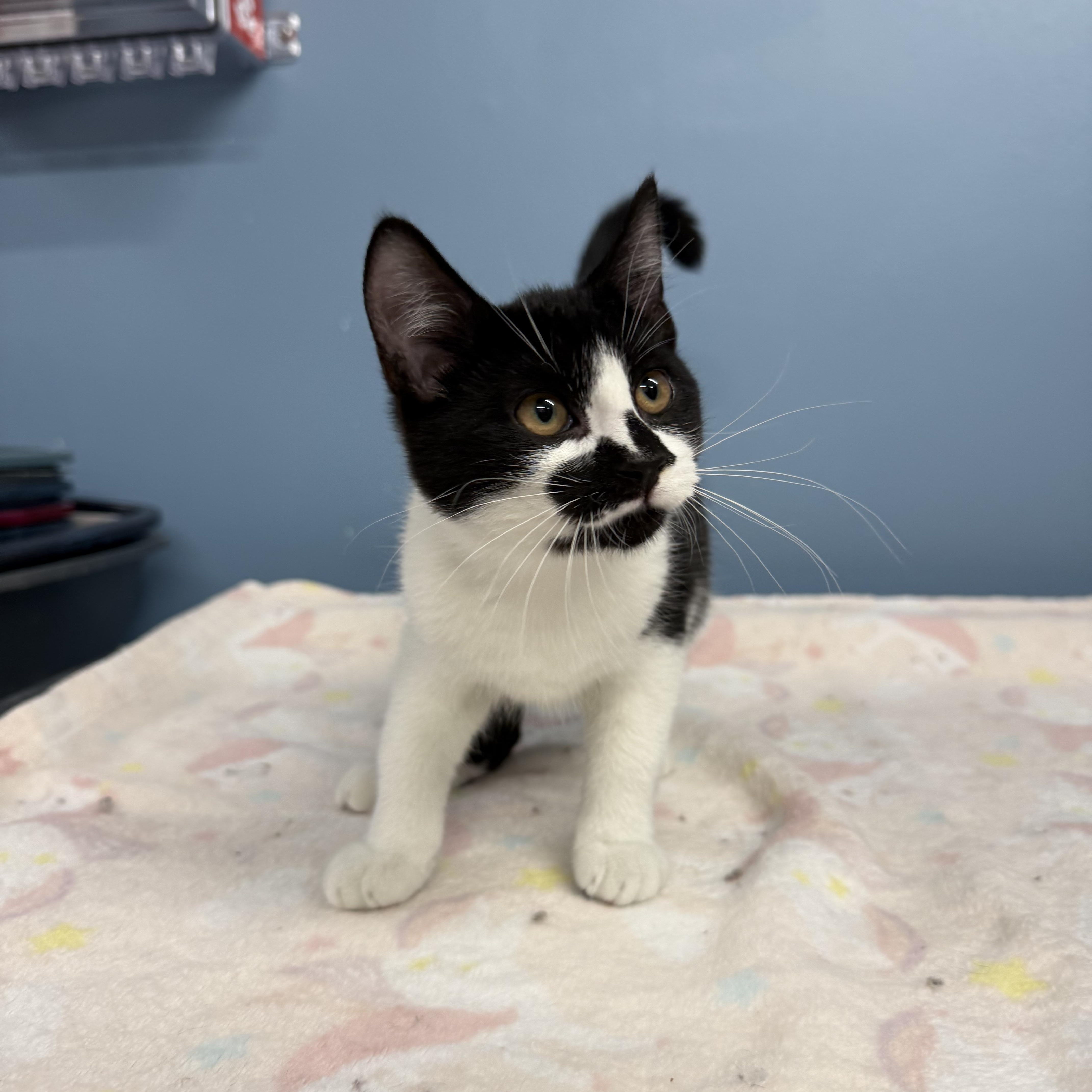 Enlarge Reba, a Adoptable Domestic Short Hair in Exeter, RI image 2/2