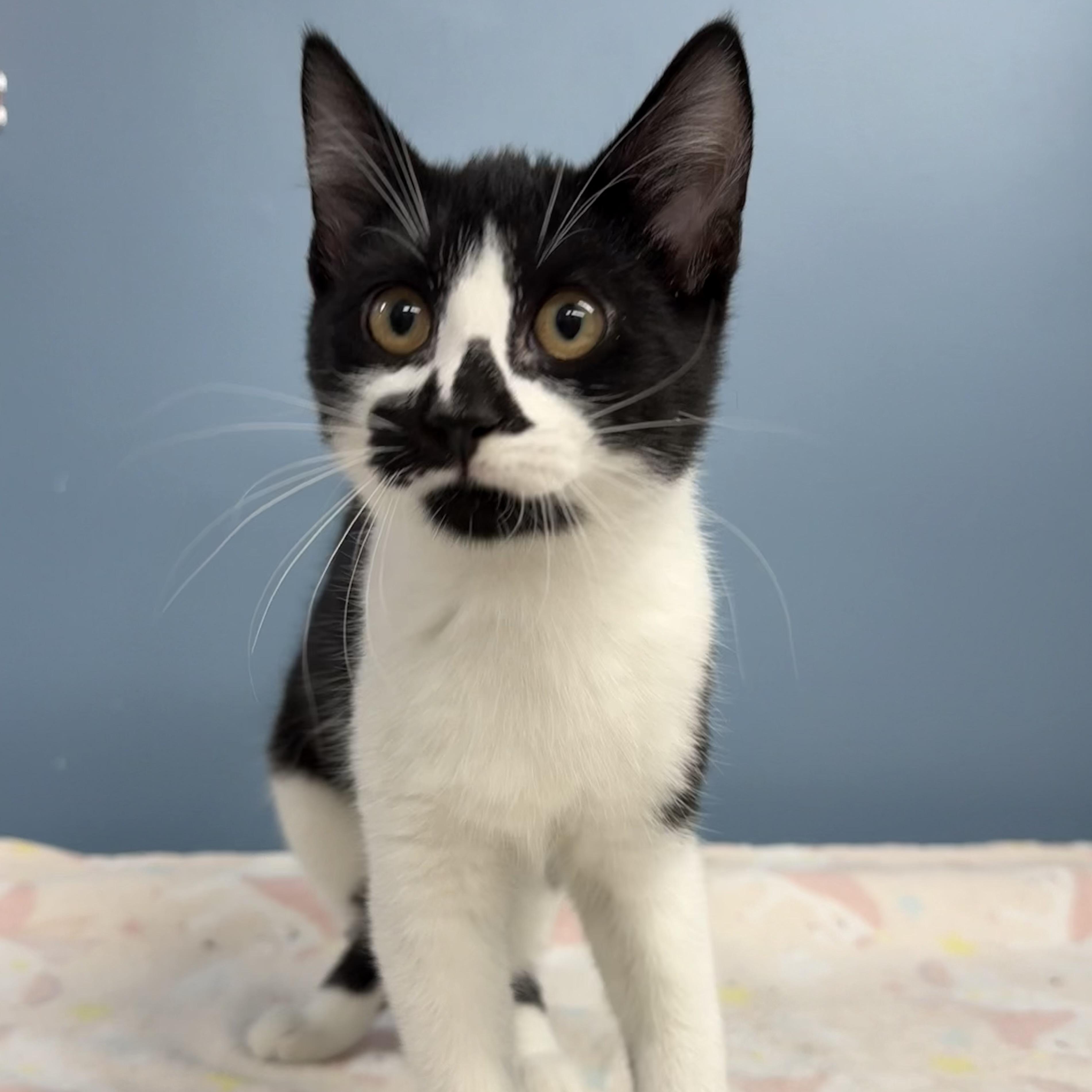 Reba, Adoptable, Kitten Female Domestic Short Hair.