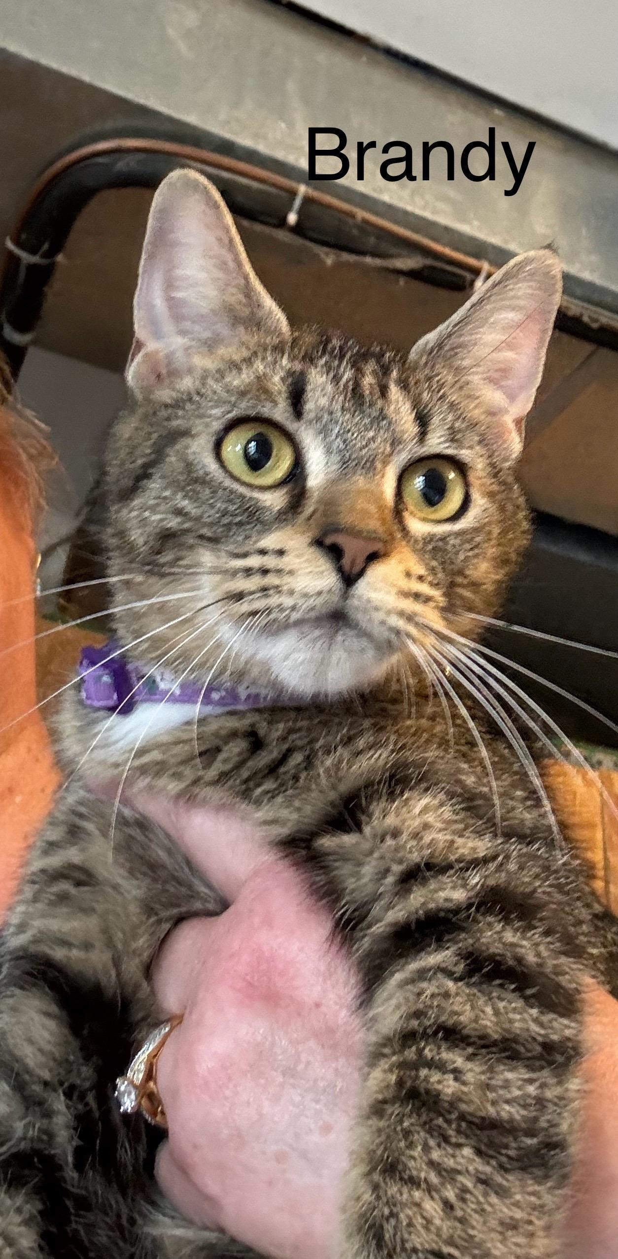 Brandy, a Adoptable Tabby in Ludington, MI image 1/2