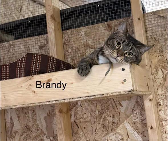 Brandy, Adoptable, Adult Female Tabby.