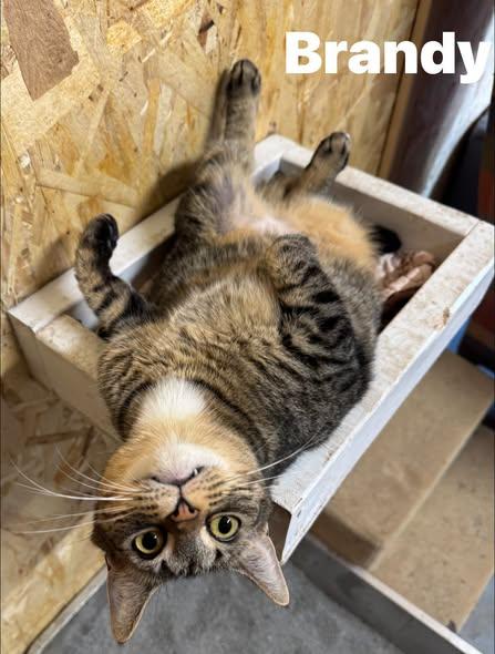 Enlarge Brandy, a Adoptable Tabby in Ludington, MI image 3/5