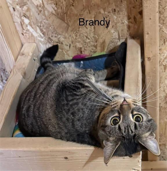Enlarge Brandy, a Adoptable Tabby in Ludington, MI image 5/5