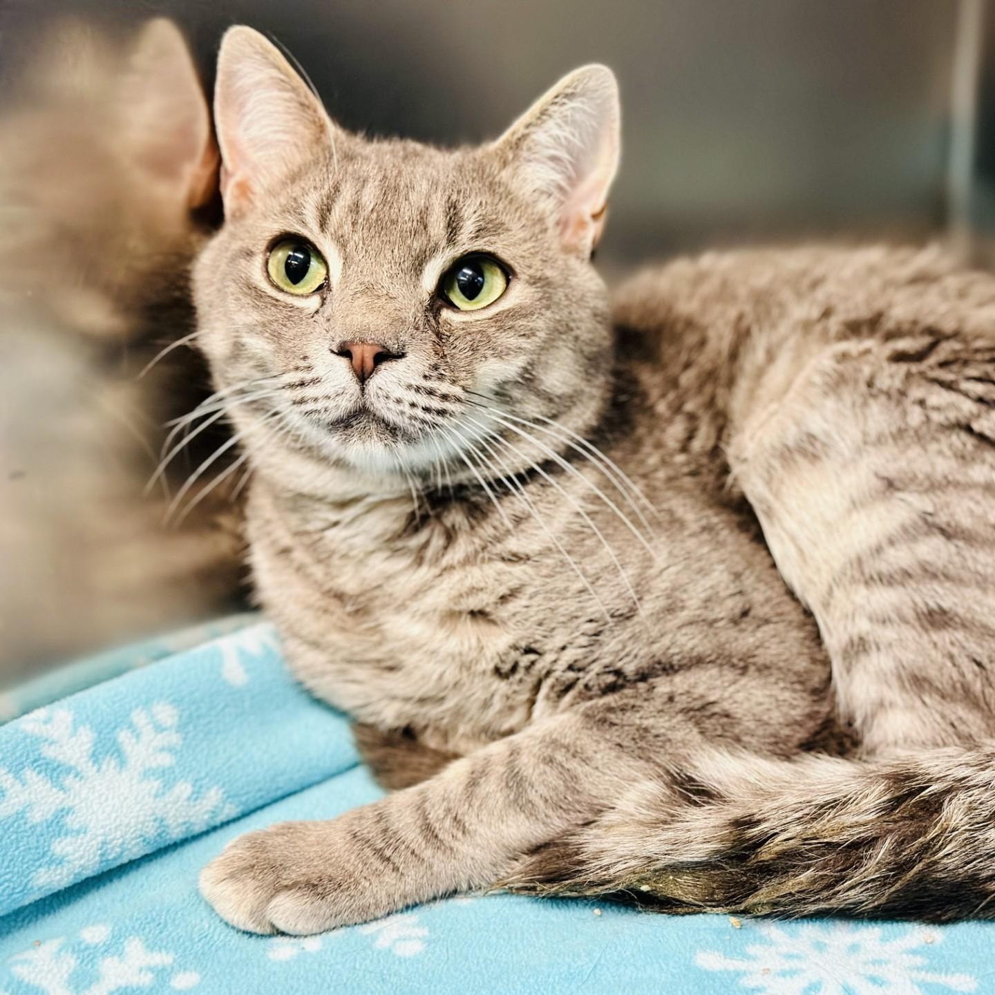 Bama , an adoptable Domestic Short Hair in Jackson, NJ image 2/2