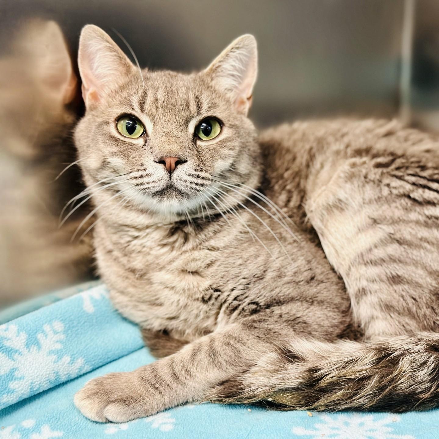 Bama , an adoptable Domestic Short Hair in Jackson, NJ image 1/2