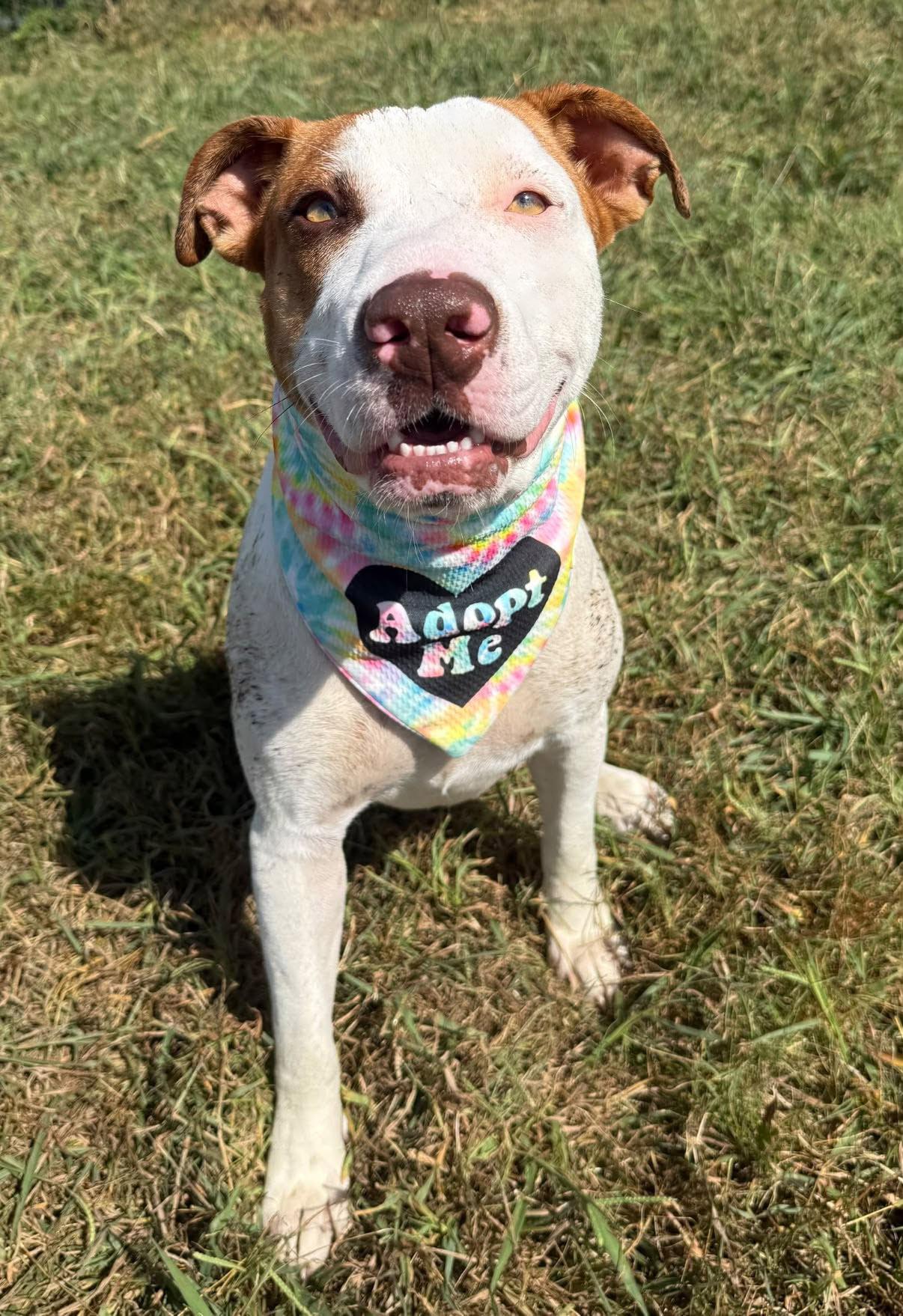 Enlarge Lola, a Adoptable mixed breed in Lebanon, TN image 2/4