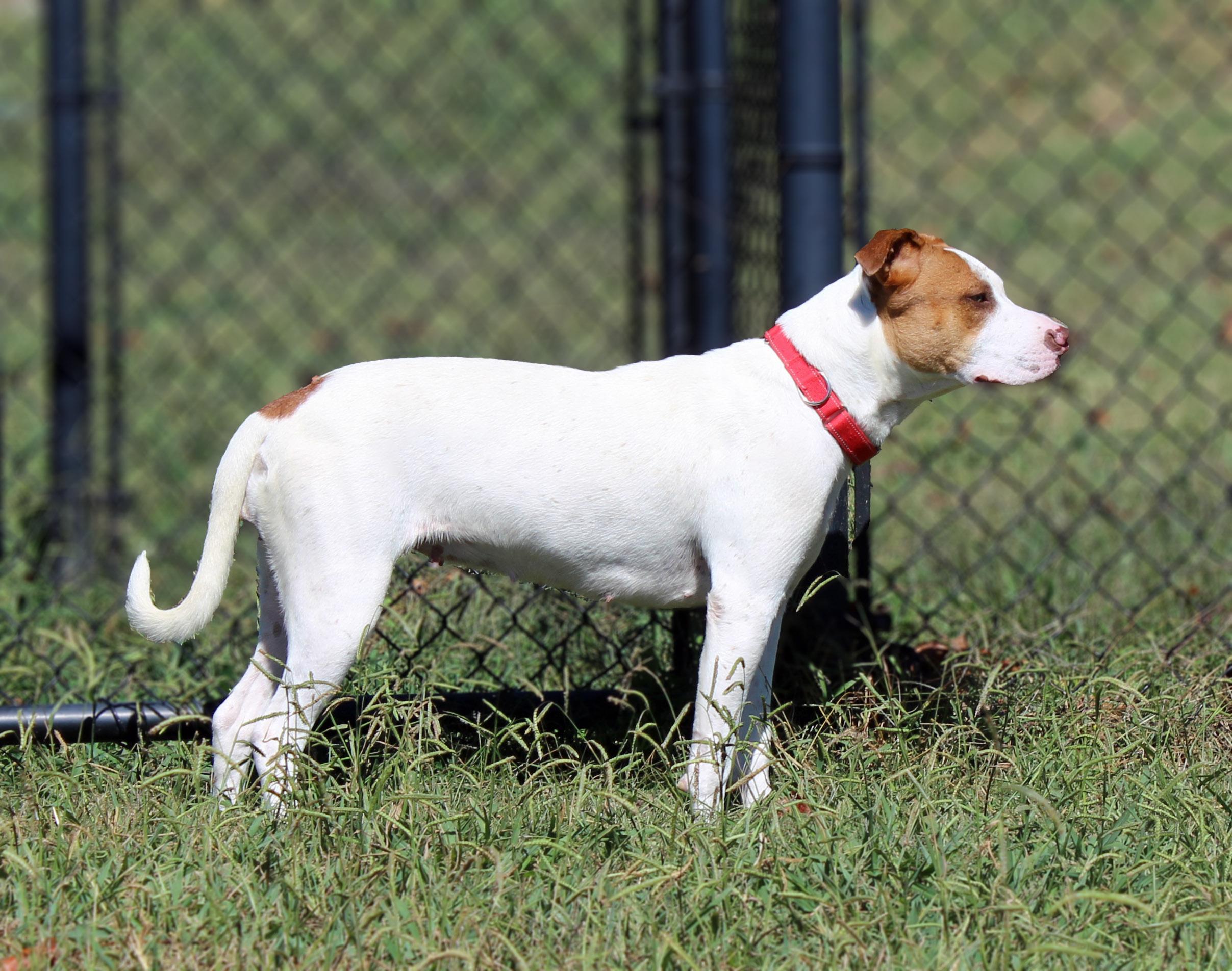 Enlarge Lola, a Adoptable mixed breed in Lebanon, TN image 4/4