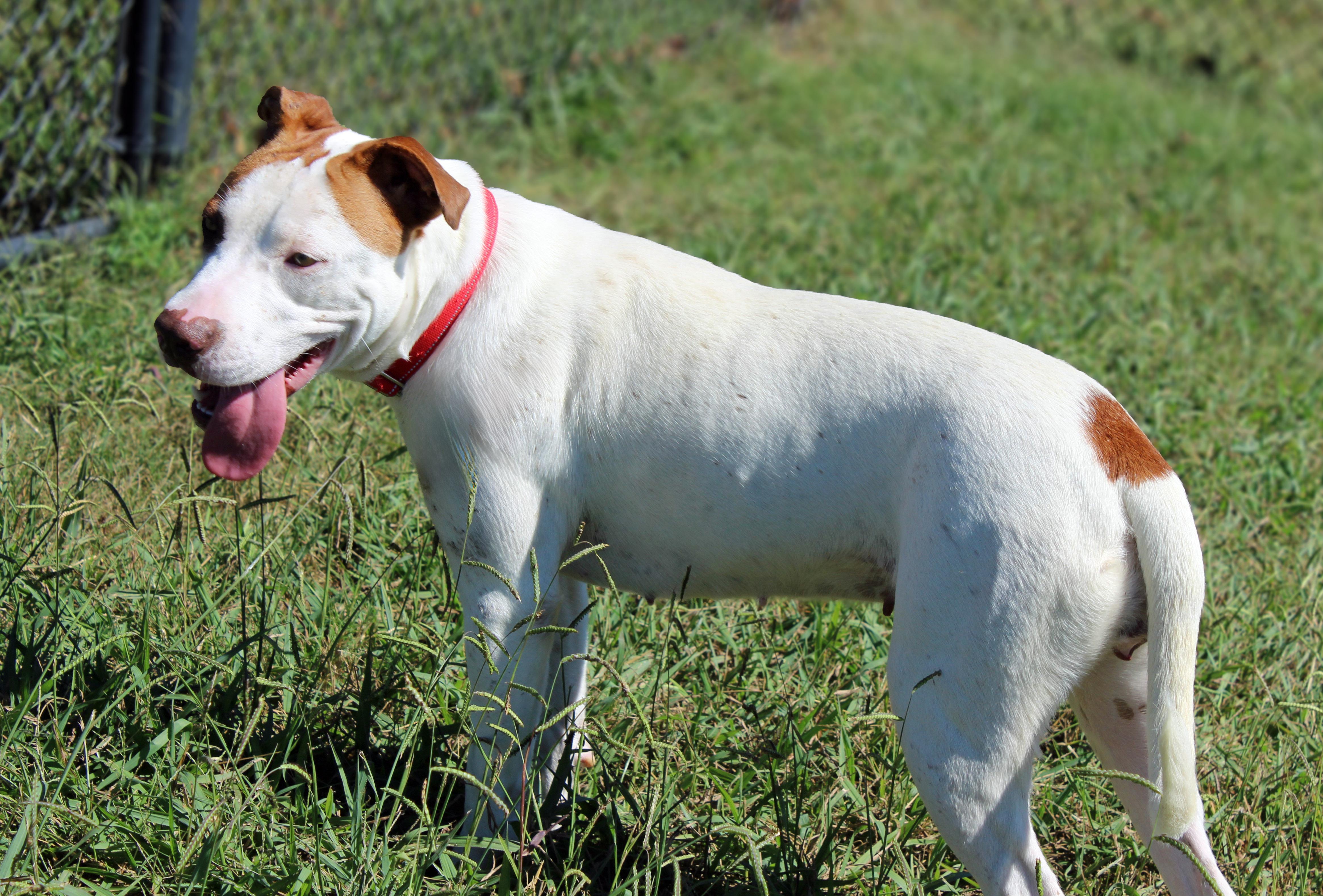 Enlarge Lola, a Adoptable mixed breed in Lebanon, TN image 3/4
