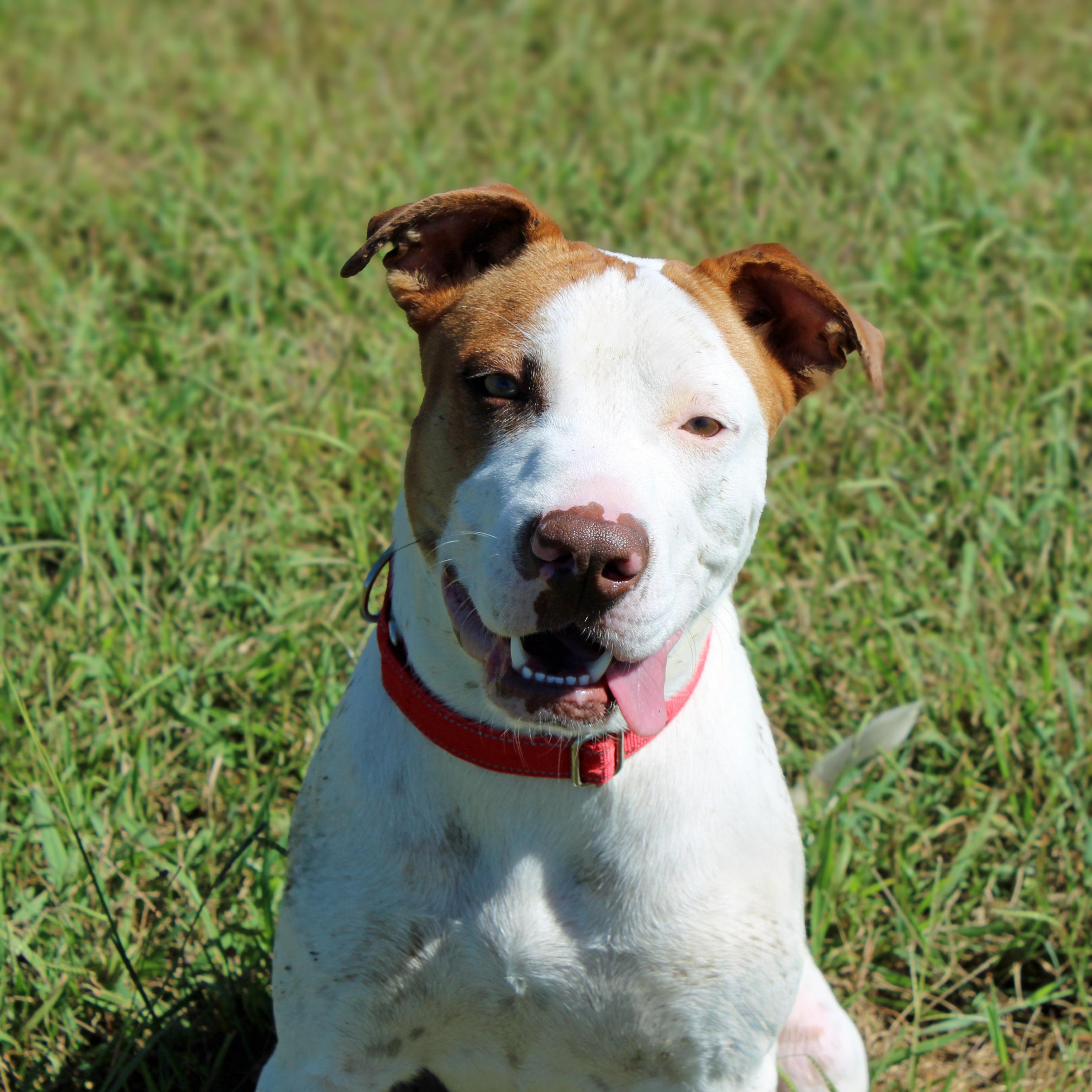 Enlarge Lola, a Adoptable mixed breed in Lebanon, TN image 1/4