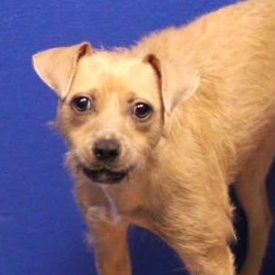 Enlarge 26-00730, an adopted mixed breed in Fredericksburg, VA image 1/1
