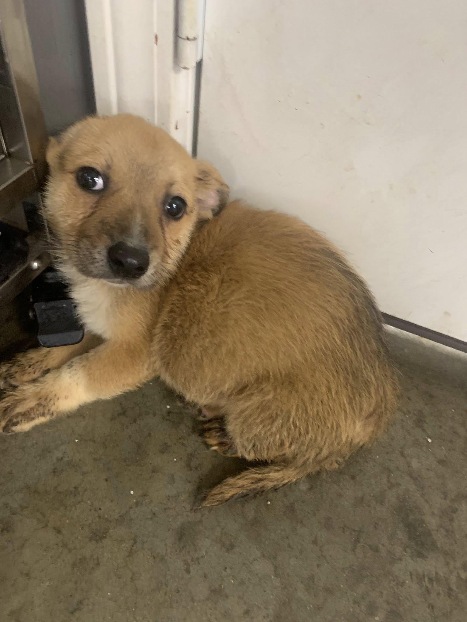 toe, Adopted, Young Male Terrier.