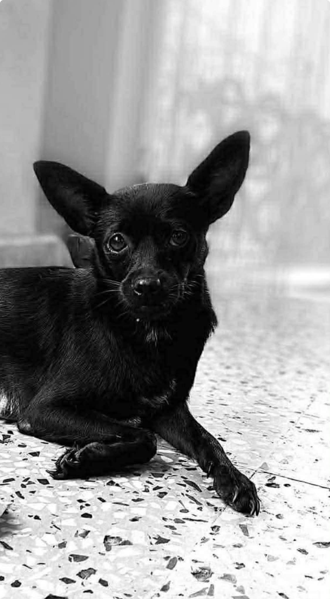 Enlarge EBONY, a Adopted mixed breed in Villalba, PR image 3/3