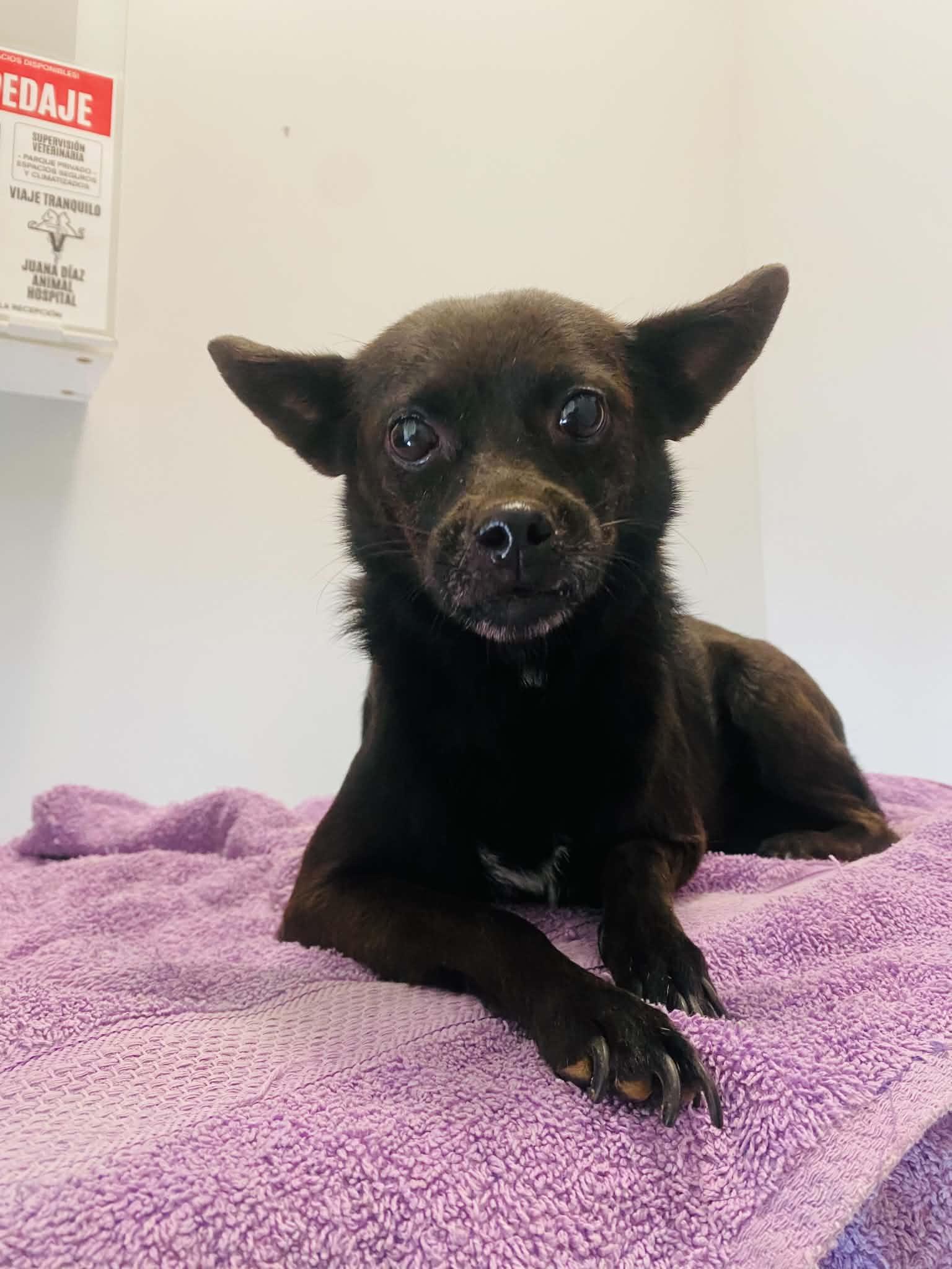Enlarge EBONY, a Adopted mixed breed in Villalba, PR image 1/3