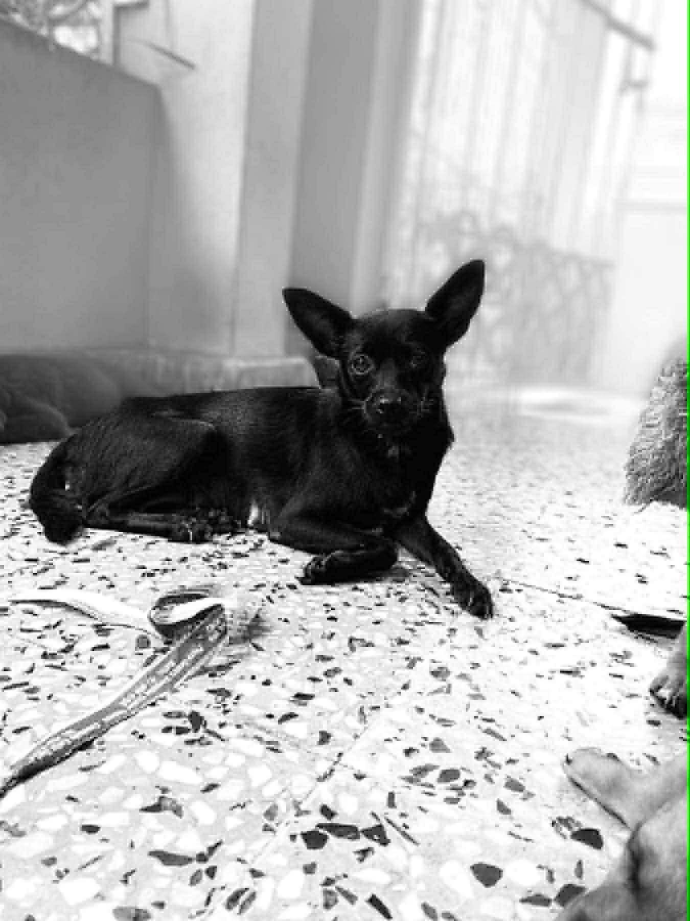 Enlarge EBONY, a Adopted mixed breed in Villalba, PR image 2/3